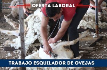 Oferta laboral para esquilador de ovejas