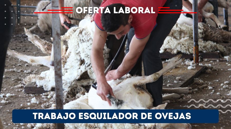 Oferta laboral para esquilador de ovejas